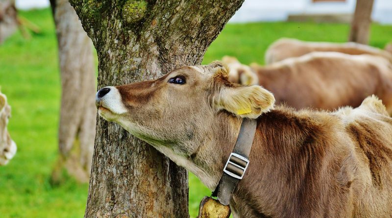 Avem motive sa evitam consumul carnii de vita?