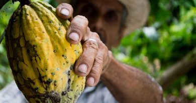 Fructul de cacao