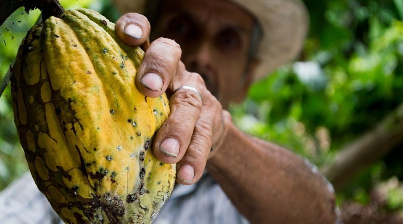 Fructul de cacao