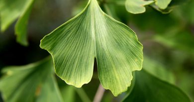 Ginkgo biloba