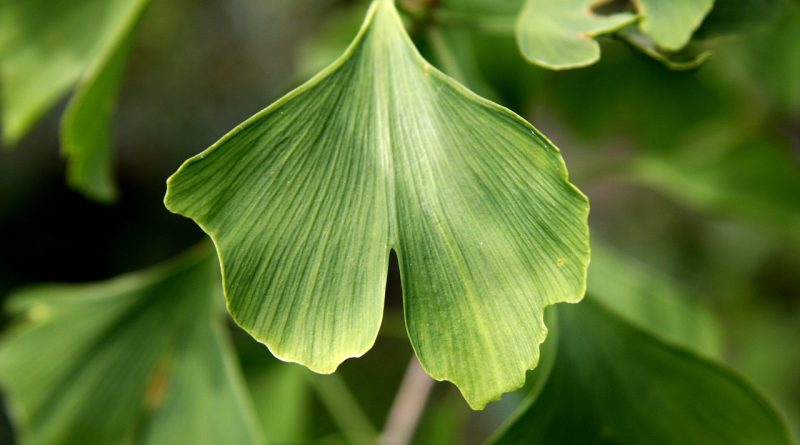 Ginkgo biloba