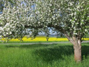 Tratamente naturiste impotriva alergiilor de primavara