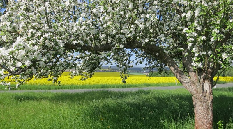 Tratamente naturiste impotriva alergiilor de primavara