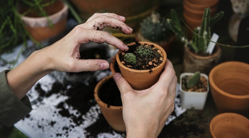 plante care te ajuta sa dormi