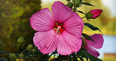 ceaiul de hibiscus