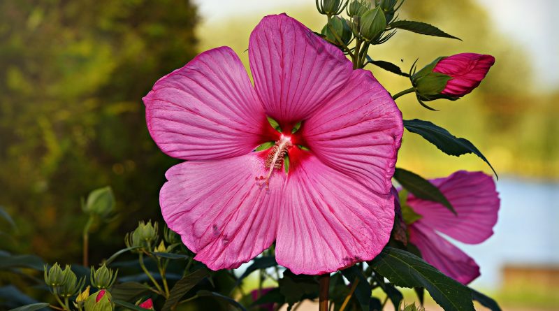 ceaiul de hibiscus