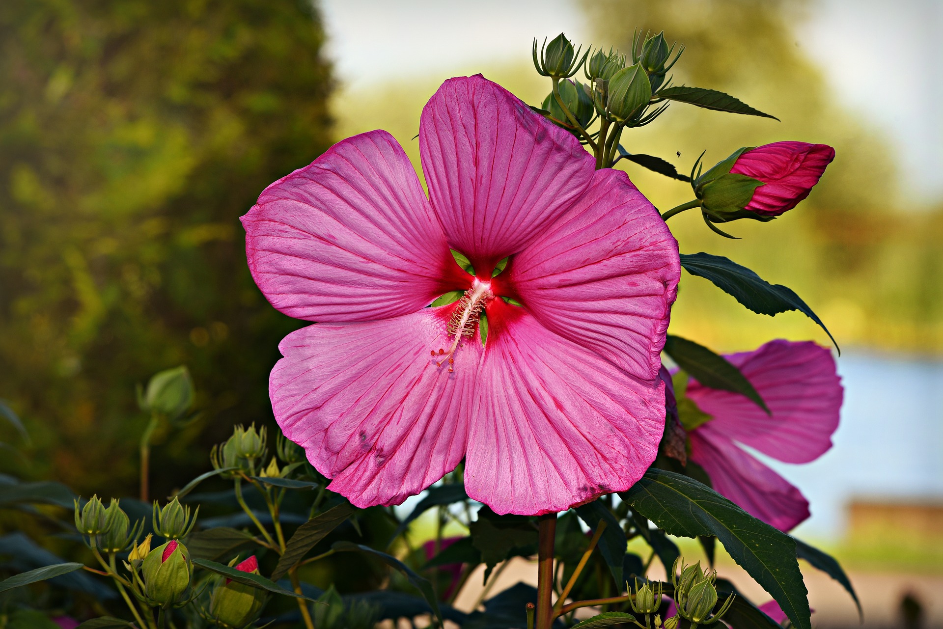 ceai de hibiscus pt slabit