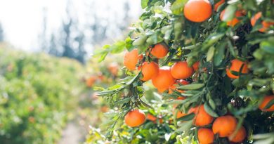 dieta cu clementine