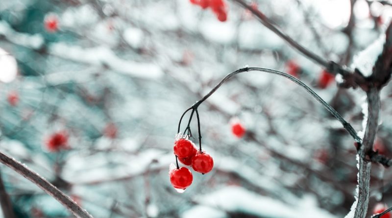 Schisandra