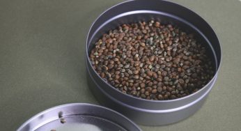 Semintele de canepa – contin nutrienti si proteine din belsug!
