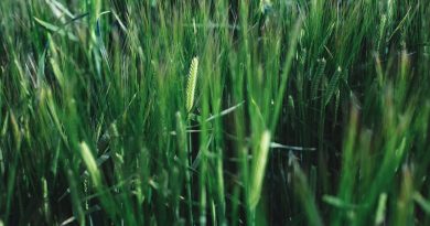 Orzul verde – planta minune! Beneficii nebanuite
